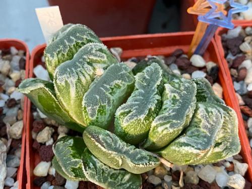 Haworthia truncata hybrid