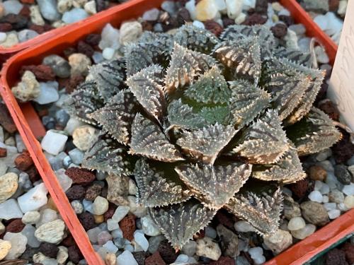 Haworthia hybrid