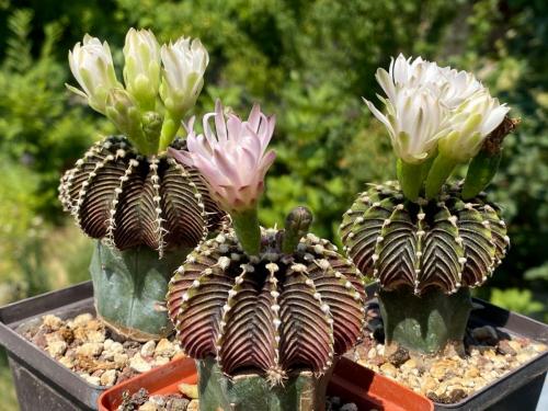 G. friedrichii ssp angustostriatum LB-2178