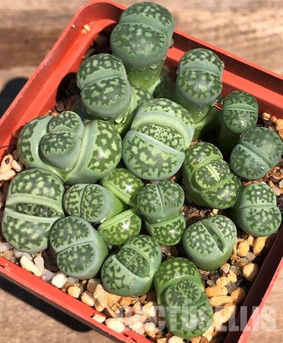 Lithops 'fullergreen' x 'Malachite'.
