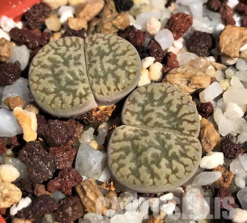 Lithops hookeri suzannae, Cole 091