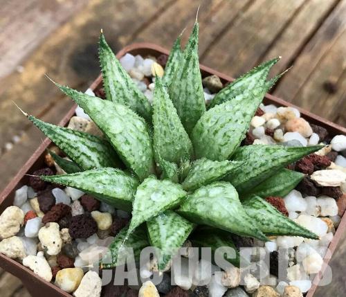 Haworthia cv. 'Metarika'