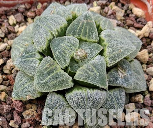 Haworthia pygmaea var. crystallina.