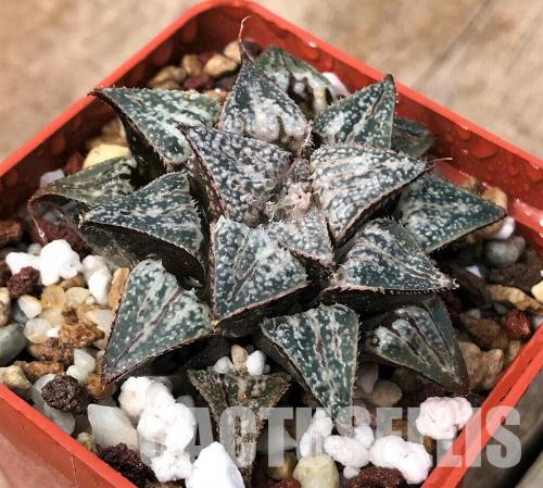 Haworthia cv. 'Yuki Keshiki'