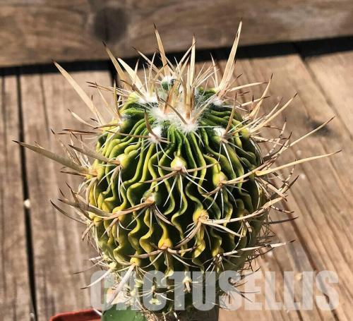 Stenocactus group