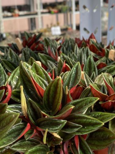 Open Doors Day March