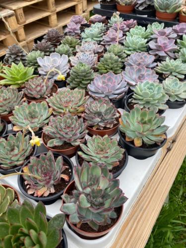 Open Doors Day April