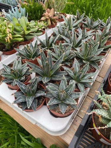 177645196 2842601949402685 4435008295158651503 n