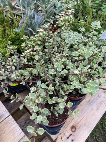 177824392 2842602329402647 8378303608532146721 n