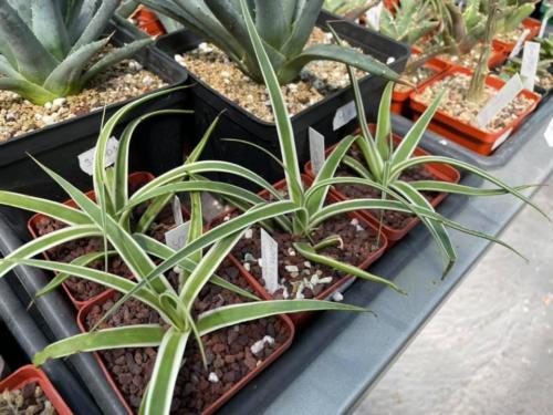 178601188 4612759455404130 670240148518722292 n