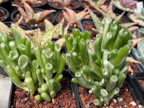 178709206 4612759335404142 4845325728789230112 n