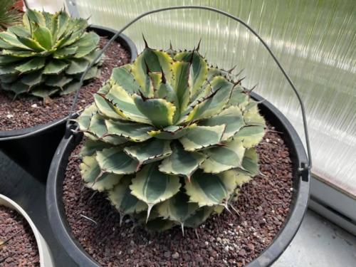 178910118 4612759308737478 3572201134689009539 n