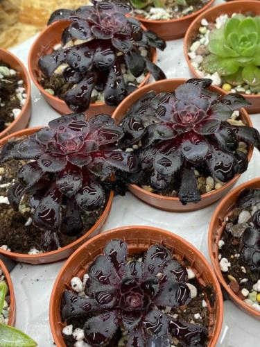 205704226 2890516507944562 4095932522748919634 n