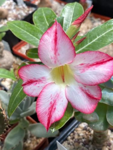 206607307 2890516251277921 7147672874474892354 n