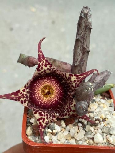 208241920 2890515984611281 8971240011398430823 n