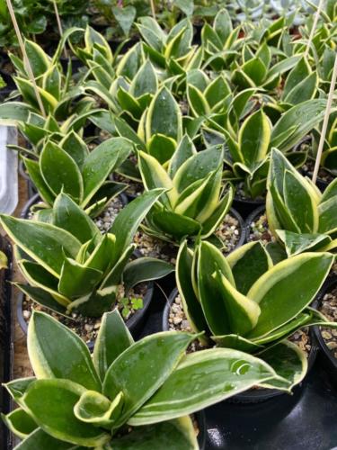 208472144 2890516701277876 7501479327347994645 n