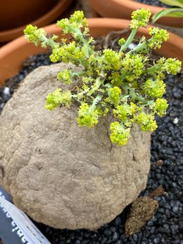 231126240 2931372690525610 5427771555494884973 n