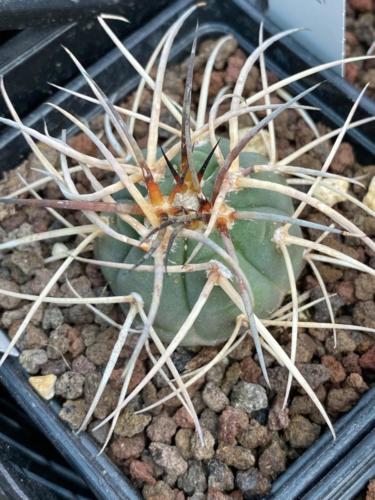 231438278 2931372347192311 506769181407463779 n