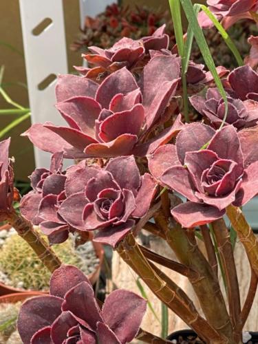 231833267 2931372333858979 3597438894042443666 n