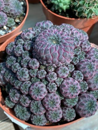 231881829 2931373177192228 8348582170070067617 n