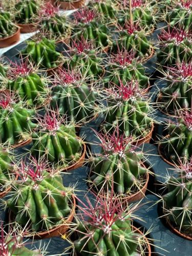 239407228 2931373663858846 8672275150339566629 n