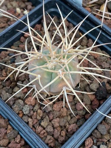 239458526 2931372167192329 7897321553533126158 n