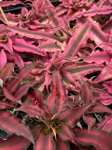 239718170 2931372493858963 2089628897058647786 n