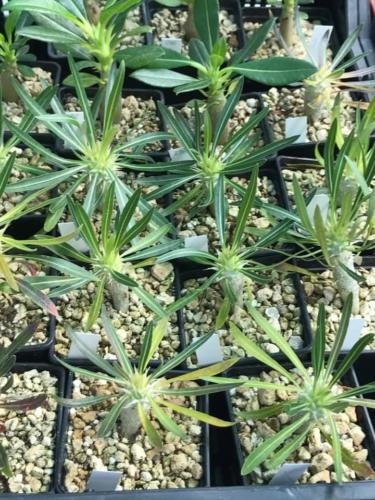 240349228 170488955188544 6668988557605527615 n