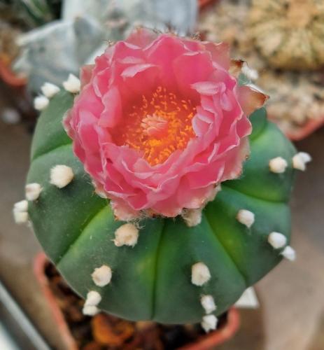 243BB77D-6F73-4007-A84A-0FB6D4994A6C