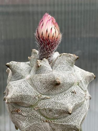 Astrophytum myriostygma cv. extreme kikko