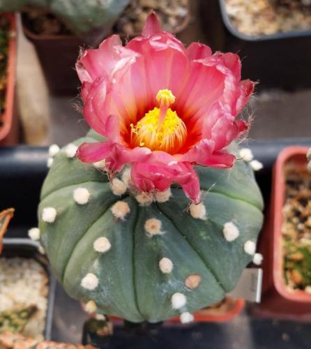 75CCBF29-87A9-4258-9991-444387906700