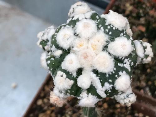 Astrophytum asterias cv. Oibo, F2.