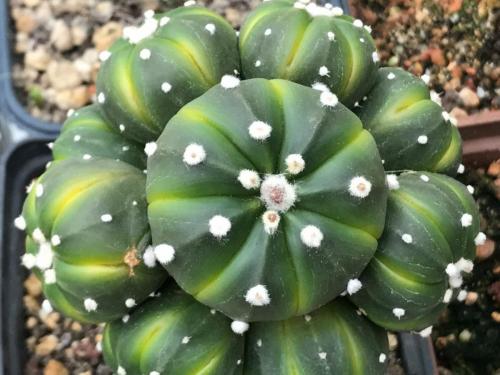 Astrophytum asterias cv. 'Lime'.