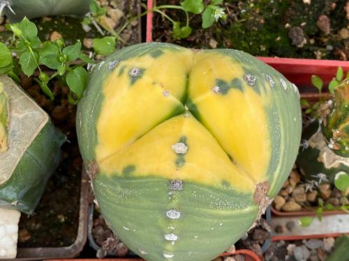 Astrophytum myriostygma 3 ribs variegata