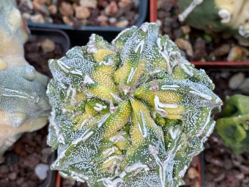 Astrophytum myriostygma cv. fukuryi variegata
