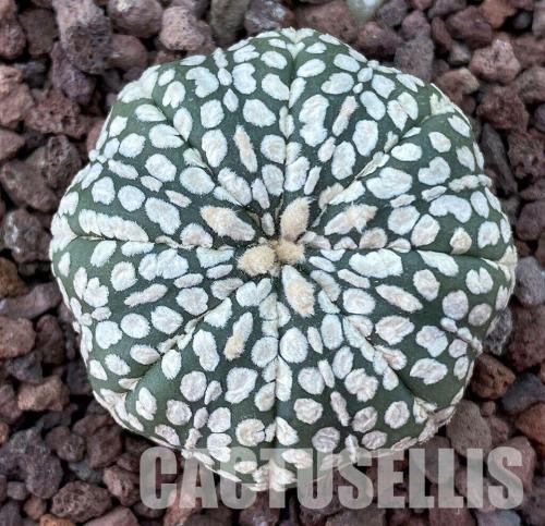 Astrophytum asterias cv. Super Kabuto.