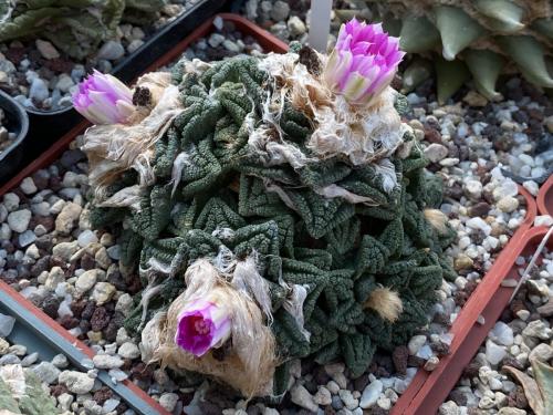 Ariocarpus fissuratus v. hintonii