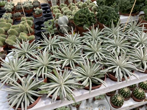 Open Doors Day February