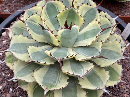Agave Kissho Kan (KichioKan) Variegated, Butterfly Agave