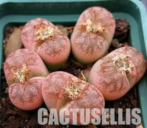 Lithops coleorum