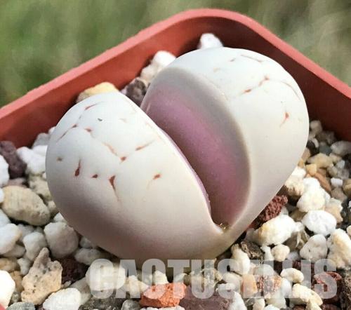 Lithops ruschiorum, Cole 242