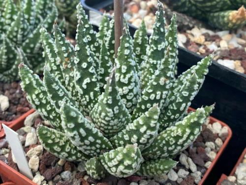 Haworthia pumila cv. 'Donut'