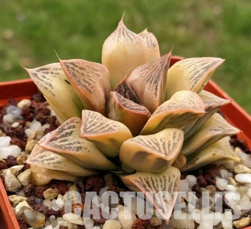  Haworthia x bayeri hybrid, VARIEGATED